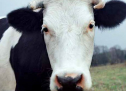 Ночь в медвытрезвителе Бендер провела корова-беглянка