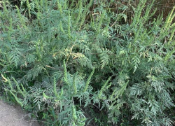 Двойной удар по жителям Молдовы – к аномальной жаре добавилось пышное цветение амброзии 