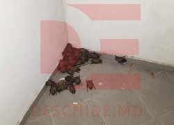 Нашествие летучих мышей в многоквартирном доме Кишинева