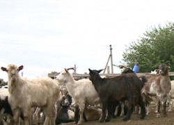Волки массово растерзали коз в Сынжерейском районе