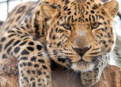 Столичный зоопарк перешел на зимний режим работы