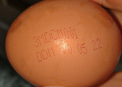 Берегитесь куриных яичек с сальмонеллой