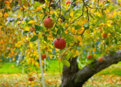 Тепло днем, холодно ночью: погода в Молдове на среду 