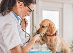 В Кишиневе начинается кампания по бесплатной стерилизации собак