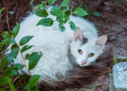 Бессмысленная жестокость: на Ботанике массово травят кошек