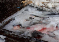 На Центральный рынок Кишинева опять едва не попала рыба неизвестного происхождения