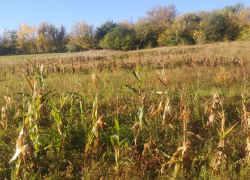 Если не ветер, то заморозки – погода в Молдове на пятницу