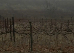 В Страшенском районе мужчину нашли бездыханным в винограднике