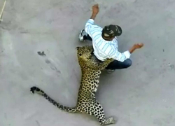 Нападение разъяренного леопарда на мужчину на улице сняли на видео