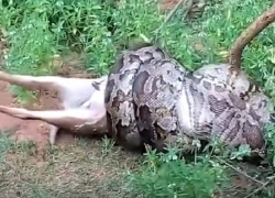 Гигантский питон сожрал оленя на глазах потрясенных туристов: пугающее видео