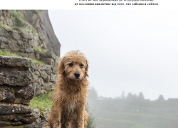 Сайт Федерации биатлона Украины закрылся после запрета на выезд украинских спортсменов в Россию 