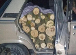 «Захотел американское» - в Чимишлийском районе задержан браконьер, срезавший несколько деревьев редкого вида клена