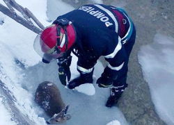 Замерзшего симпатичного олененка спасли из ледяного плена в Сучаве 