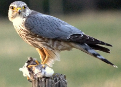 В новый Европейский красный список птиц вошли 25 видов, обитающих в Молдове 