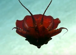 Неизвестное науке морское чудовище бордово-красного цвета обнаружили у берегов США