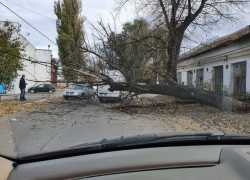 Пока работники «Зеленого хозяйства» занимались озеленением, ветер крушил деревья в столице
