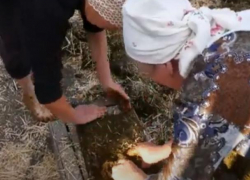 Нет денег на уголь и дрова – жители Опачь начали заготавливать на зиму кизяк