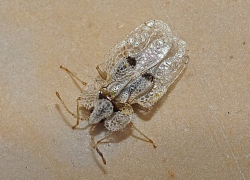 Кишинёв атакуют неизвестные насекомые – насколько они опасны для человека 