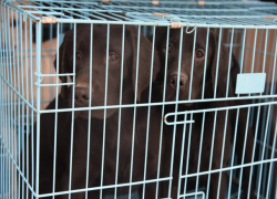 Молдавская полиция приютила 24 собаки из Одессы