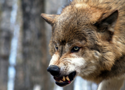 Стая волков загрызла овец и козу в Гагаузии