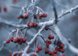 В понедельник в Молдове потеплеет, угроза заморозков сохранится