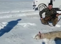 Застреленный волк набросился на охотника, который его пнул: жуткое видео