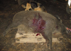 Охотник пристрелил кабана в Сынжерее, чтобы порадовать гостей дичью в свой день рождения 