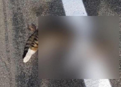 За гранью добра и зла - на Леушенской трассе разметка нанесена поверх сбитой кошки