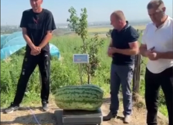 В Молдове вырастили арбуз-гигант весом 74 килограмма