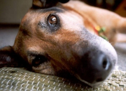 Мучительную смерть собаки, намеренно отравленной лекарством от туберкулеза, сняли на видео в Бельцах