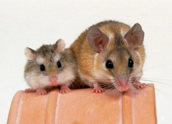 Реплика о Майе Санду: в чем разница между крысой и хомячком?