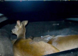 Гражданин Румынии промышлял браконьерством в Молдове, его задержали