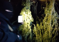 Крупная сеть наркоторговцев раскрыта на севере страны, в ее состав входили адвокат и полицейские