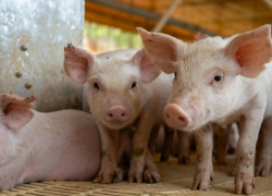 Шокирующее преступление в Новоаненском районе: фермер и его сожительница подозреваются в убийстве трех мужчин и кормлении свиней их телами