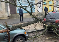 «Двойной удар» - в Кишиневе упавшее дерево повредило сразу две машины