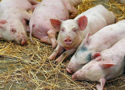 ANSA уничтожила почти сотню свиней в Кагульском районе