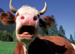 Испугавшаяся корова убила своего хозяина в Слободзейском районе