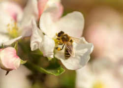 В среду температура в Молдове поднимется до +20°C 