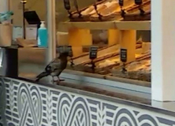 В Кишиневе голубь приценился к сдобным булочкам, но его так и не обслужили