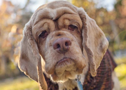 ANSA будет выплачивать вознаграждения за сообщения о найденных умерших животных