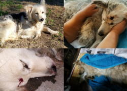 Преступная жестокость - живодер в столичном секторе Ботаника пристрелил собаку на глазах детей