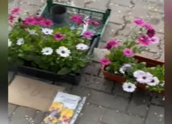 Разоряли клумбы в парке и торговали украденными цветами: полиция задержала мужчину и женщину