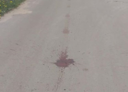 Шок! Под Криулянами автомобиль раздавил собаке голову