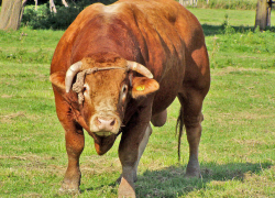 Разъяренный бык убил женщину и мужчину в Дрокии