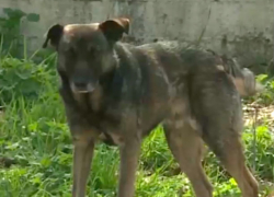 Девочка стала жертвой нападения агрессивной собаки на игровой площадке в Вадул-луй-Водэ