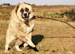 С сентября 2027-го: какие породы собак нельзя будет разводить в Молдове