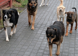 Семью оштрафовали на 600 леев за кормление уличных собак