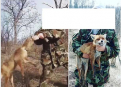 Крайняя жестокость - в Молдове молодой парень зверски убил лису, не стесняясь объектива камеры