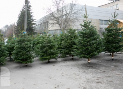 В продаже уже появились первые елки