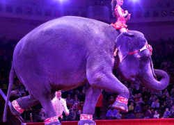 Слон с наездницей рухнул на зрителей в цирке